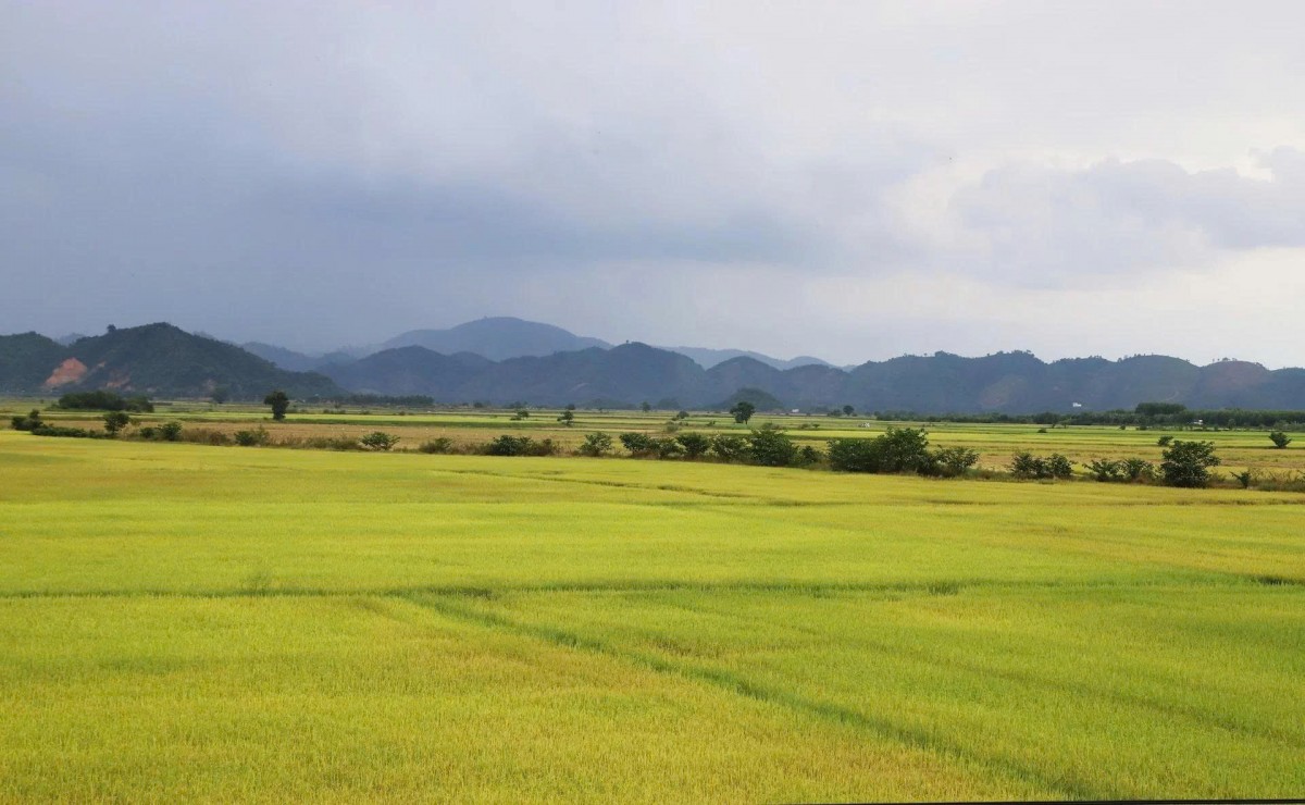 Lâm Đồng phê duyệt hơn 25.000 ha vùng quy hoạch trồng lúa chất lượng cao