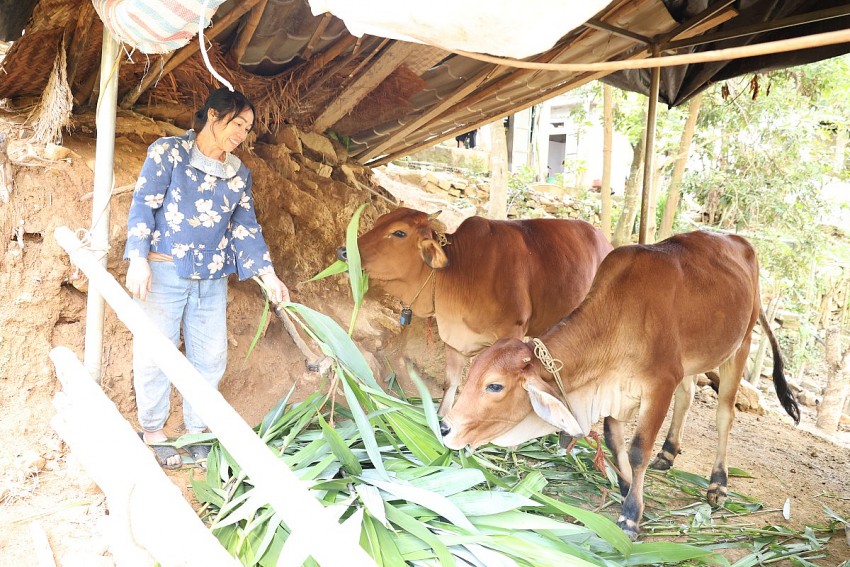 Hỗ trợ bò giống giúp nông dân từng bước thoát nghèo