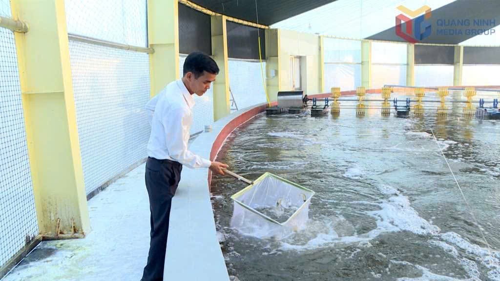 Quảng Ninh đặt mục tiêu sản lượng thủy sản hơn 203.000 tấn trong năm 2026