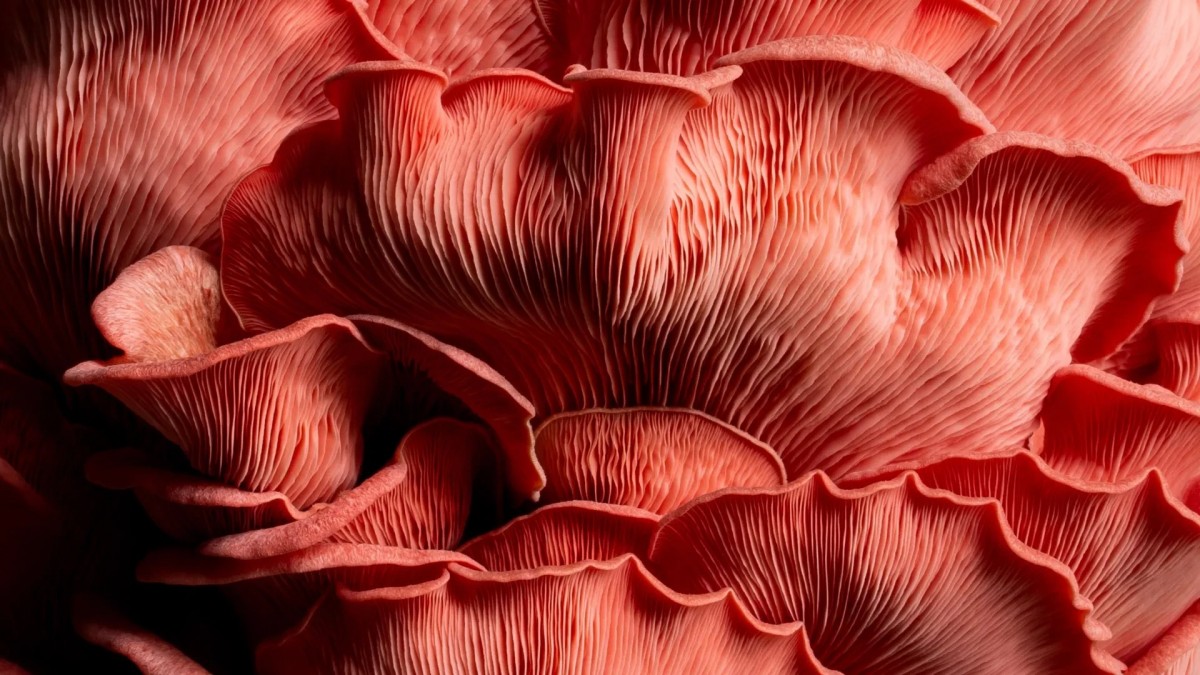 Từ phế phẩm cà rốt đến ‘lời giải’ bền vững cho thị trường protein thay thế