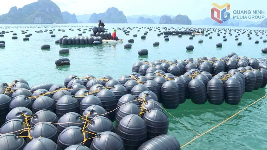 Quảng Ninh đặt mục tiêu sản lượng thủy sản hơn 203.000 tấn trong năm 2026