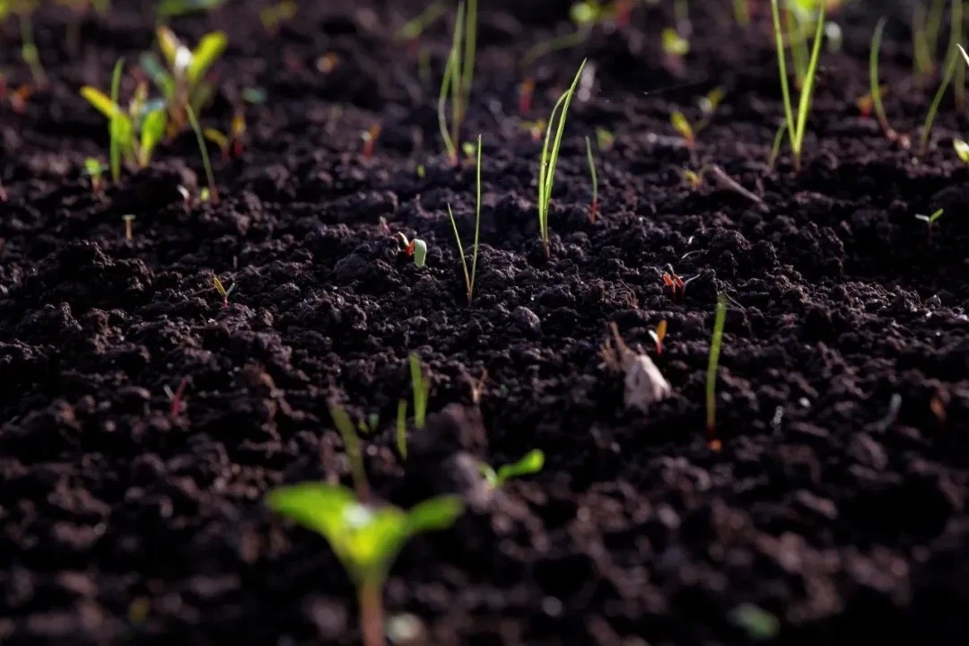 Đất khỏe mạnh: Nền tảng kiến tạo những thành phố xanh kiên cường