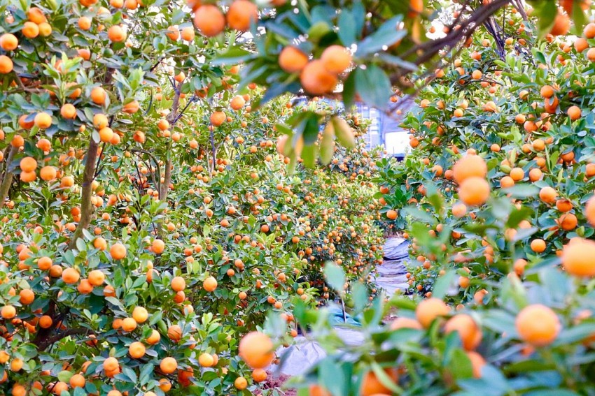 Rộn ràng nhịp sống tại “thủ phủ” quất, bưởi cảnh Văn Giang những ngày cận Tết