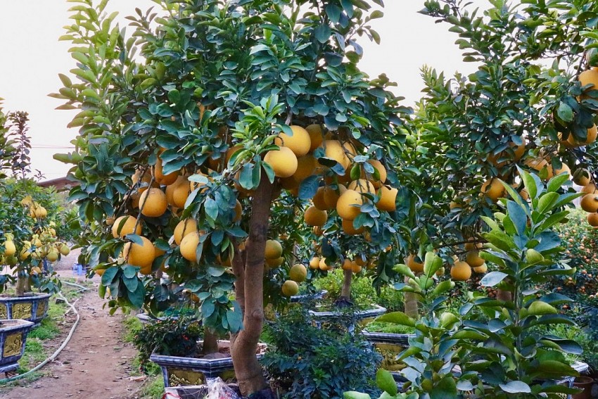 Rộn ràng nhịp sống tại “thủ phủ” quất, bưởi cảnh Văn Giang những ngày cận Tết