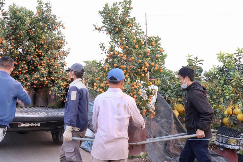 Rộn ràng nhịp sống tại “thủ phủ” quất, bưởi cảnh Văn Giang những ngày cận Tết
