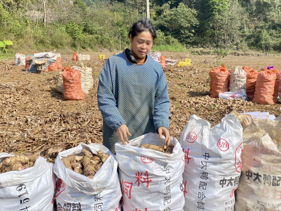 Dong riềng “rớt giá” - nông dân gặp khó trong tiêu thụ sản phẩm