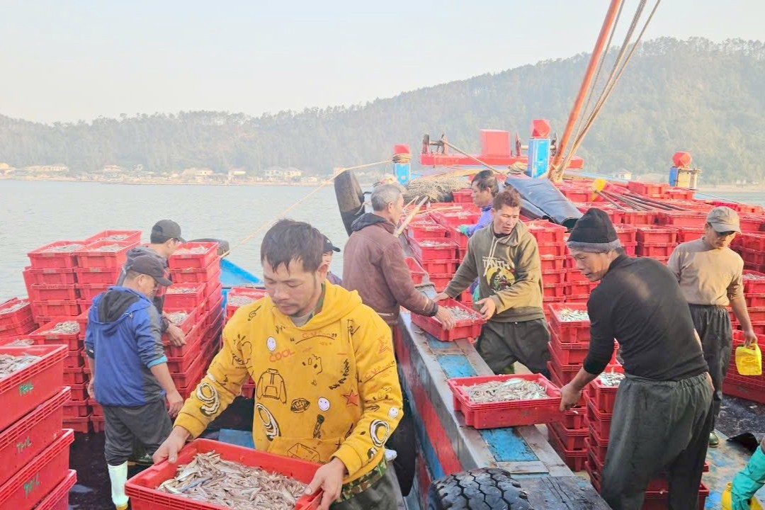 Ngư dân Nghệ An phấn khởi trúng đậm hàng chục tấn cá cơm, “bỏ túi” hàng trăm triệu đồng