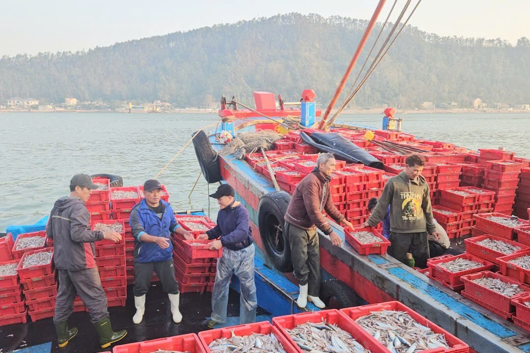 Ngư dân Nghệ An phấn khởi trúng đậm hàng chục tấn cá cơm, “bỏ túi” hàng trăm triệu đồng