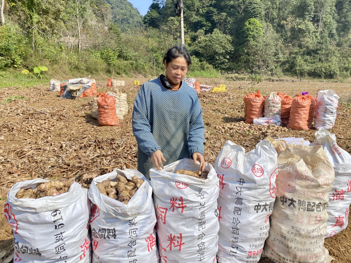 Dong riềng “rớt giá” - nông dân gặp khó trong tiêu thụ sản phẩm