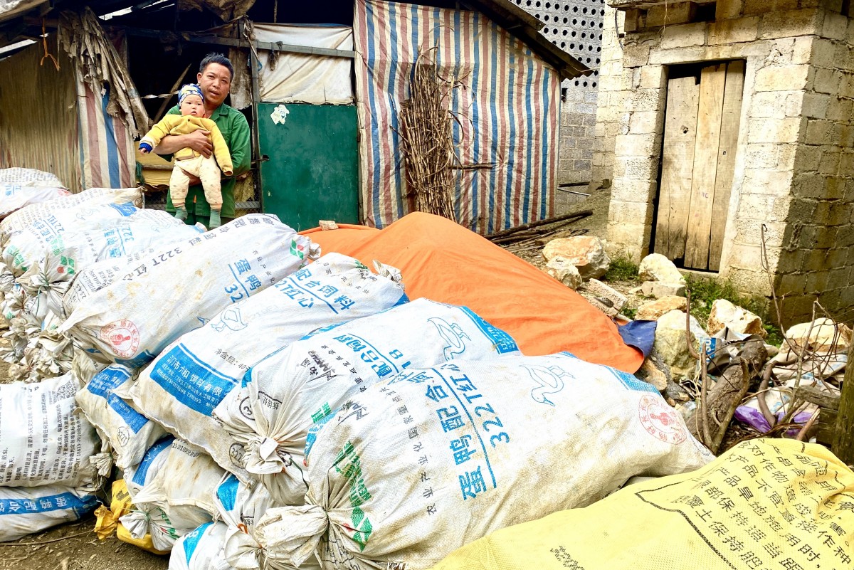 Dong riềng “rớt giá” - nông dân gặp khó trong tiêu thụ sản phẩm