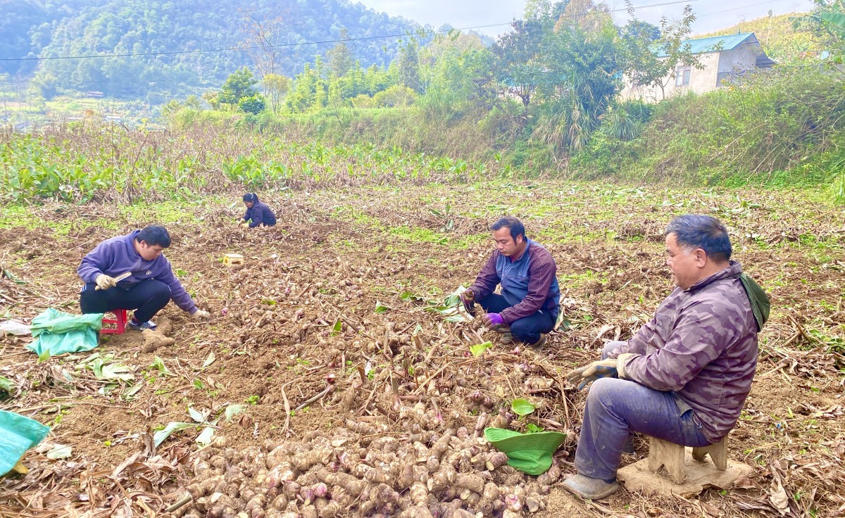 Dong riềng “rớt giá” - nông dân gặp khó trong tiêu thụ sản phẩm