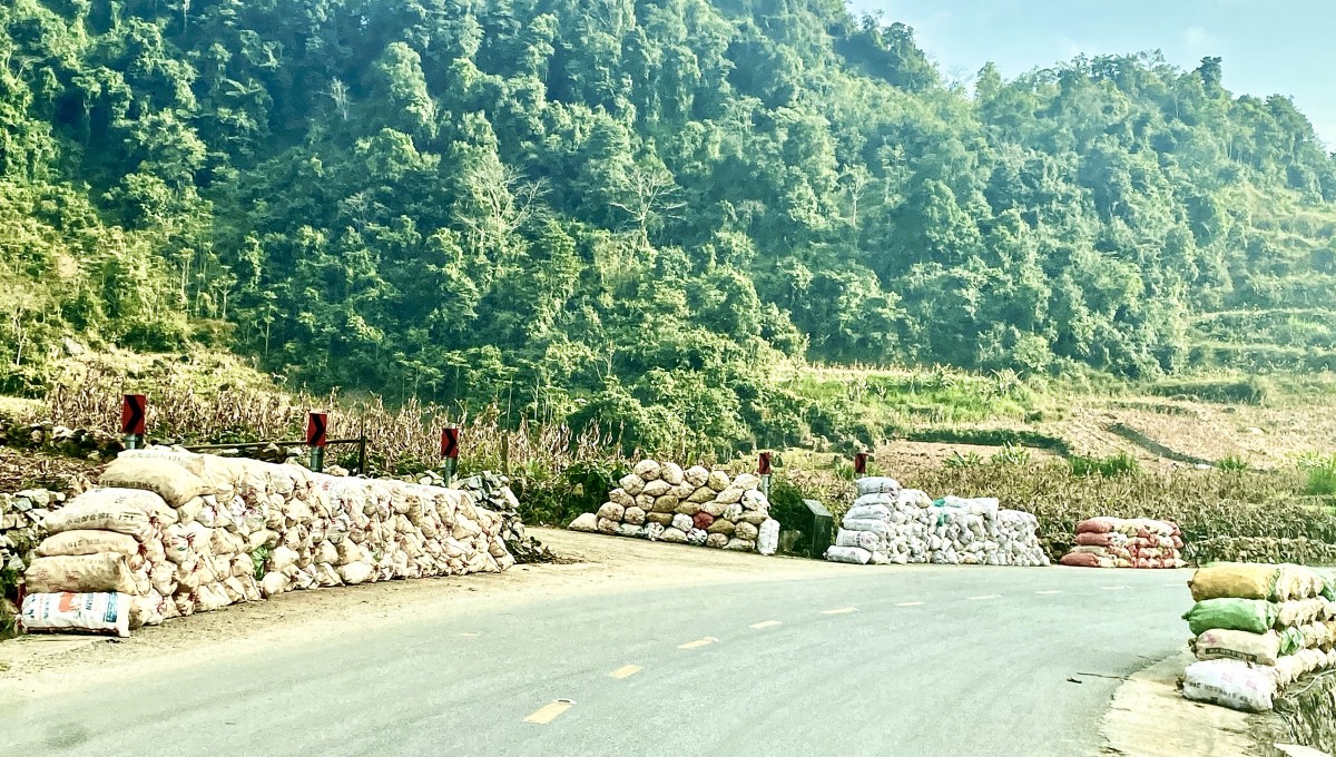 Dong riềng “rớt giá” - nông dân gặp khó trong tiêu thụ sản phẩm