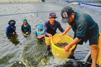 Giá tôm tăng từ 30-50%, người nuôi phấn khởi trước vụ Tết