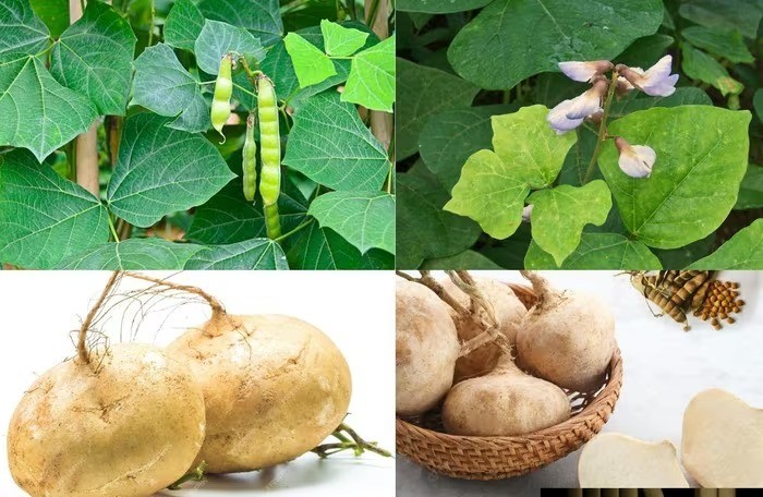 Củ đậu rất tốt nhưng có bộ phận là "thuốc độc": Bạn đã biết chưa?