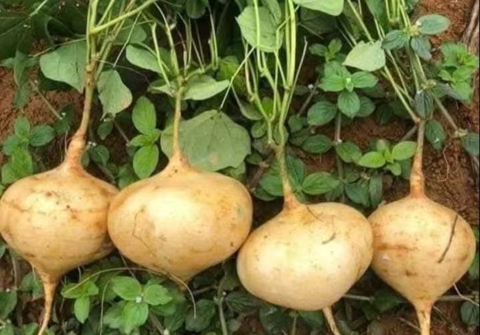 Củ đậu rất tốt nhưng có bộ phận là "thuốc độc": Bạn đã biết chưa?