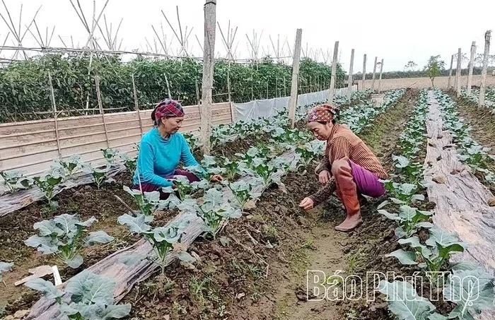 Phát triển rau màu thành cây trồng chủ lực