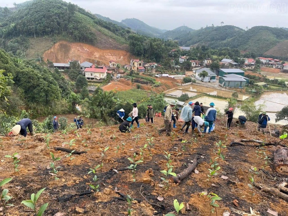 Trấn Yên phấn đấu đạt 1.500 tấn kén tằm và 90% diện tích quế đạt chuẩn hữu cơ vào năm 2030