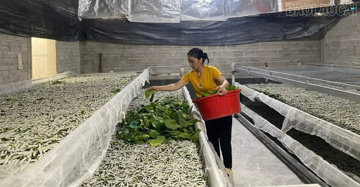 Trấn Yên phấn đấu đạt 1.500 tấn kén tằm và 90% diện tích quế đạt chuẩn hữu cơ vào năm 2030