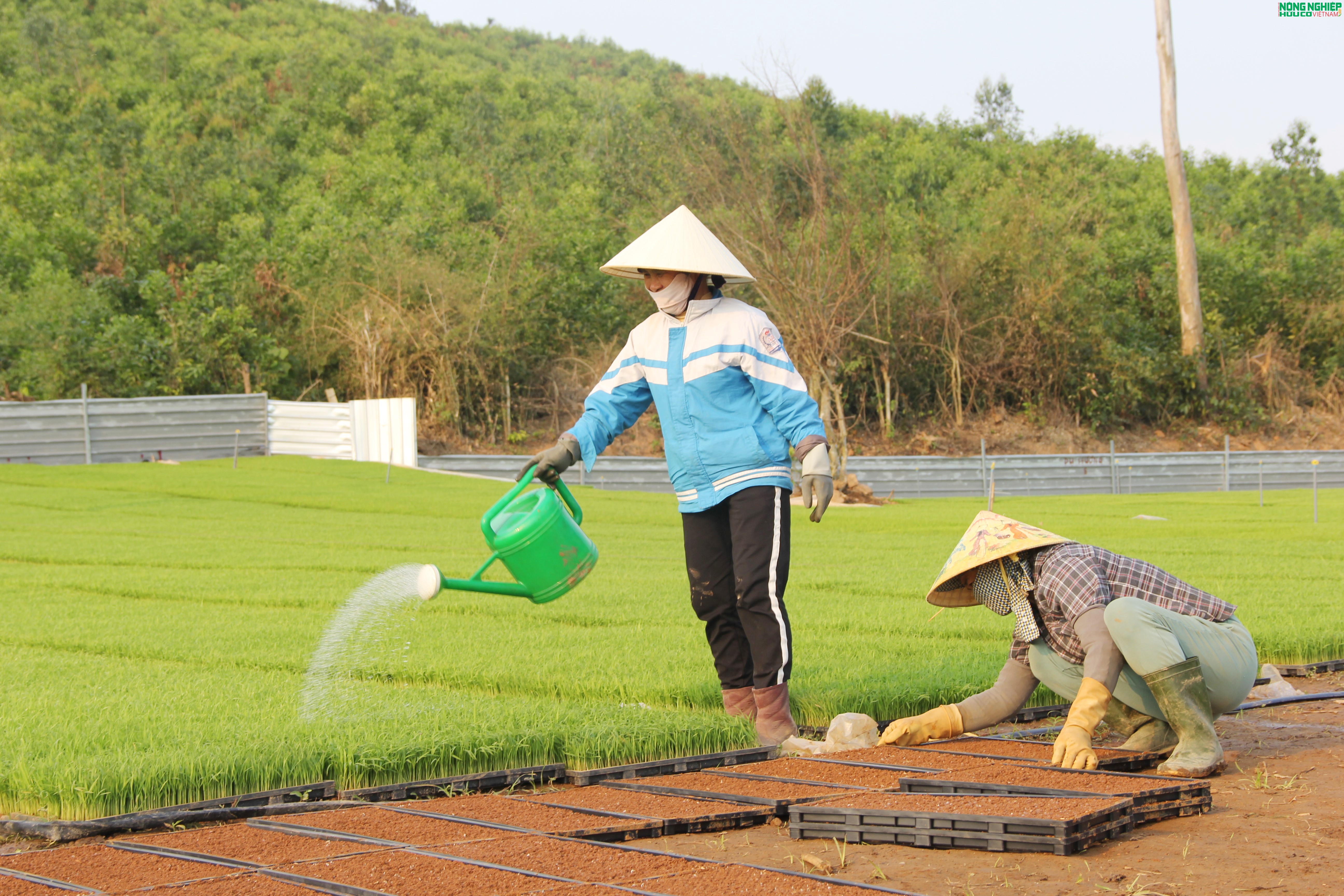 Nông dân xã Bình Minh tiên phong ứng dụng khoa học kỹ thuật, gieo mạ khay quy mô lớn Nông dân xã Bình Minh tiên phong ứng dụng khoa học kỹ thuật, gieo mạ khay quy mô lớn