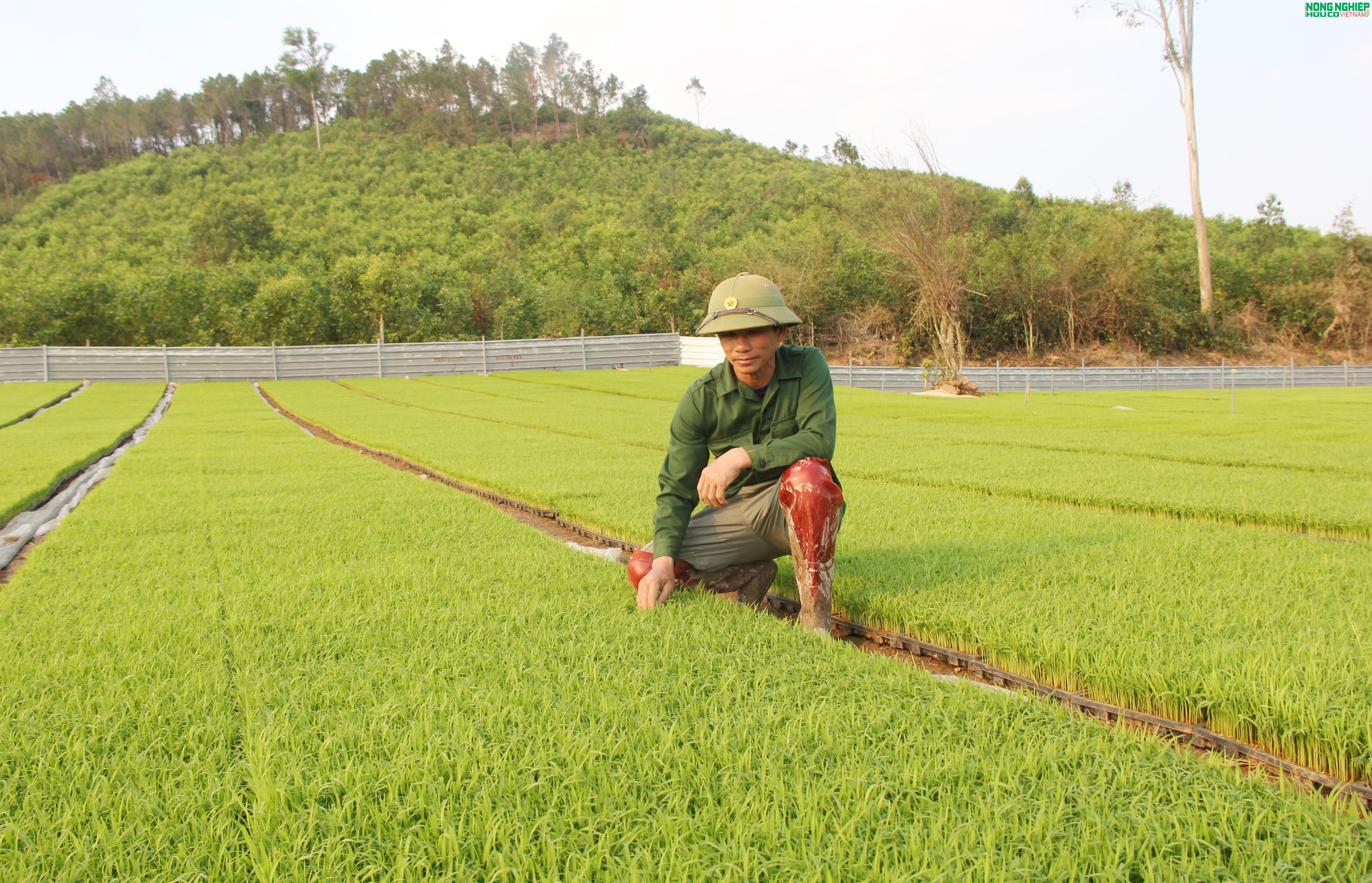 Nông dân xã Bình Minh tiên phong ứng dụng khoa học kỹ thuật, gieo mạ khay quy mô lớn Nông dân xã Bình Minh tiên phong ứng dụng khoa học kỹ thuật, gieo mạ khay quy mô lớn