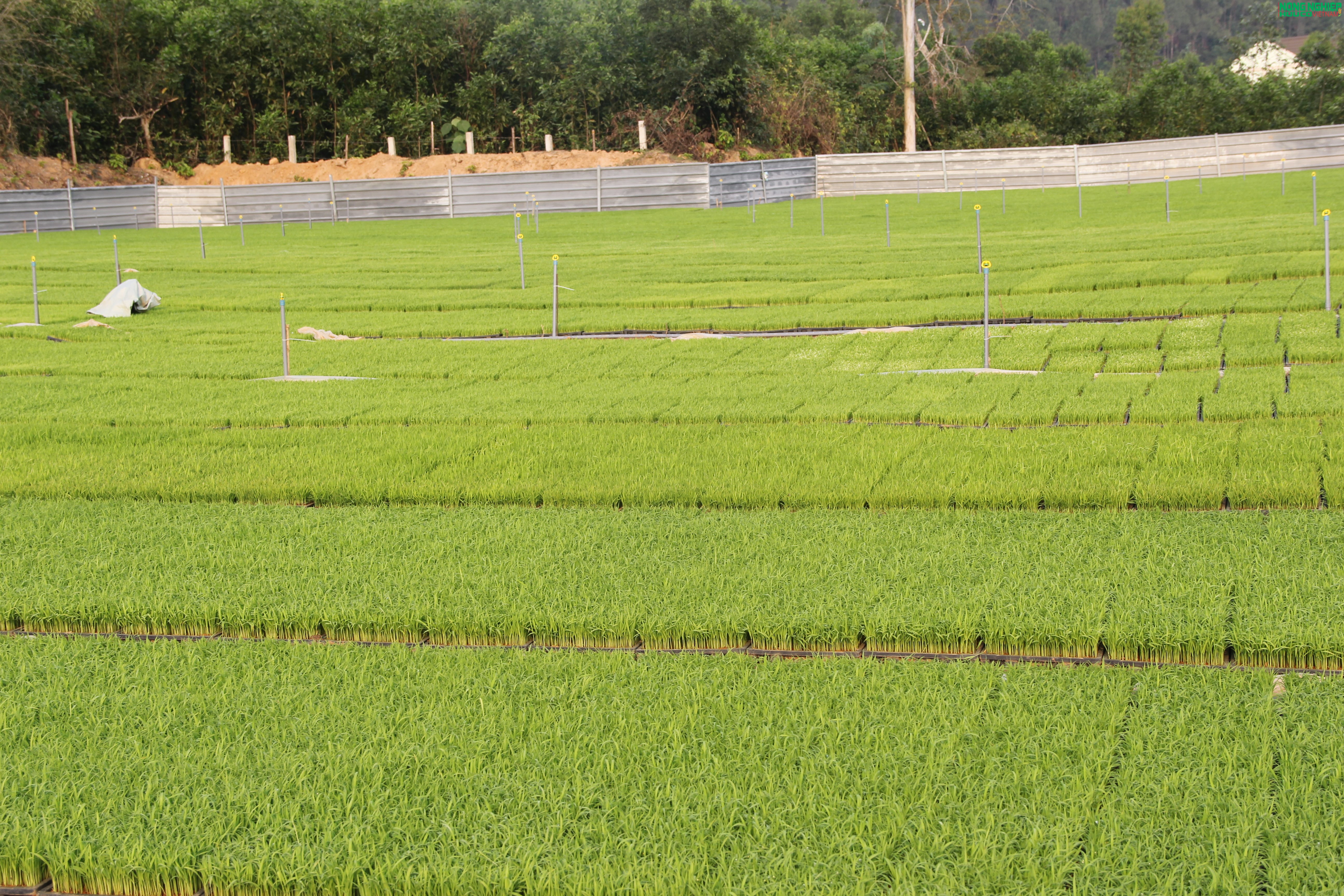 Nông dân xã Bình Minh tiên phong ứng dụng khoa học kỹ thuật, gieo mạ khay quy mô lớn Nông dân xã Bình Minh tiên phong ứng dụng khoa học kỹ thuật, gieo mạ khay quy mô lớn