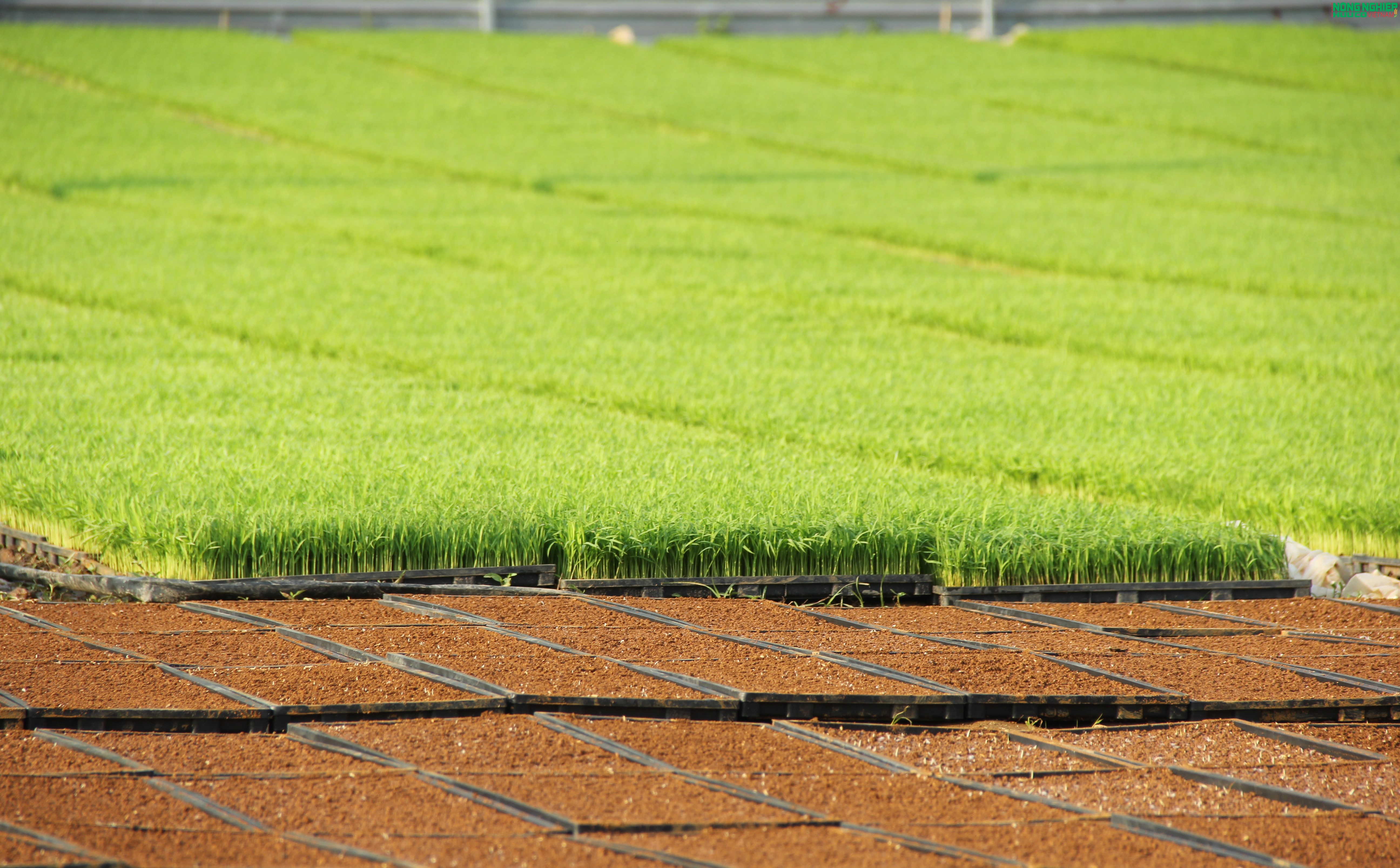 Nông dân xã Bình Minh tiên phong ứng dụng khoa học kỹ thuật, gieo mạ khay quy mô lớn Nông dân xã Bình Minh tiên phong ứng dụng khoa học kỹ thuật, gieo mạ khay quy mô lớn