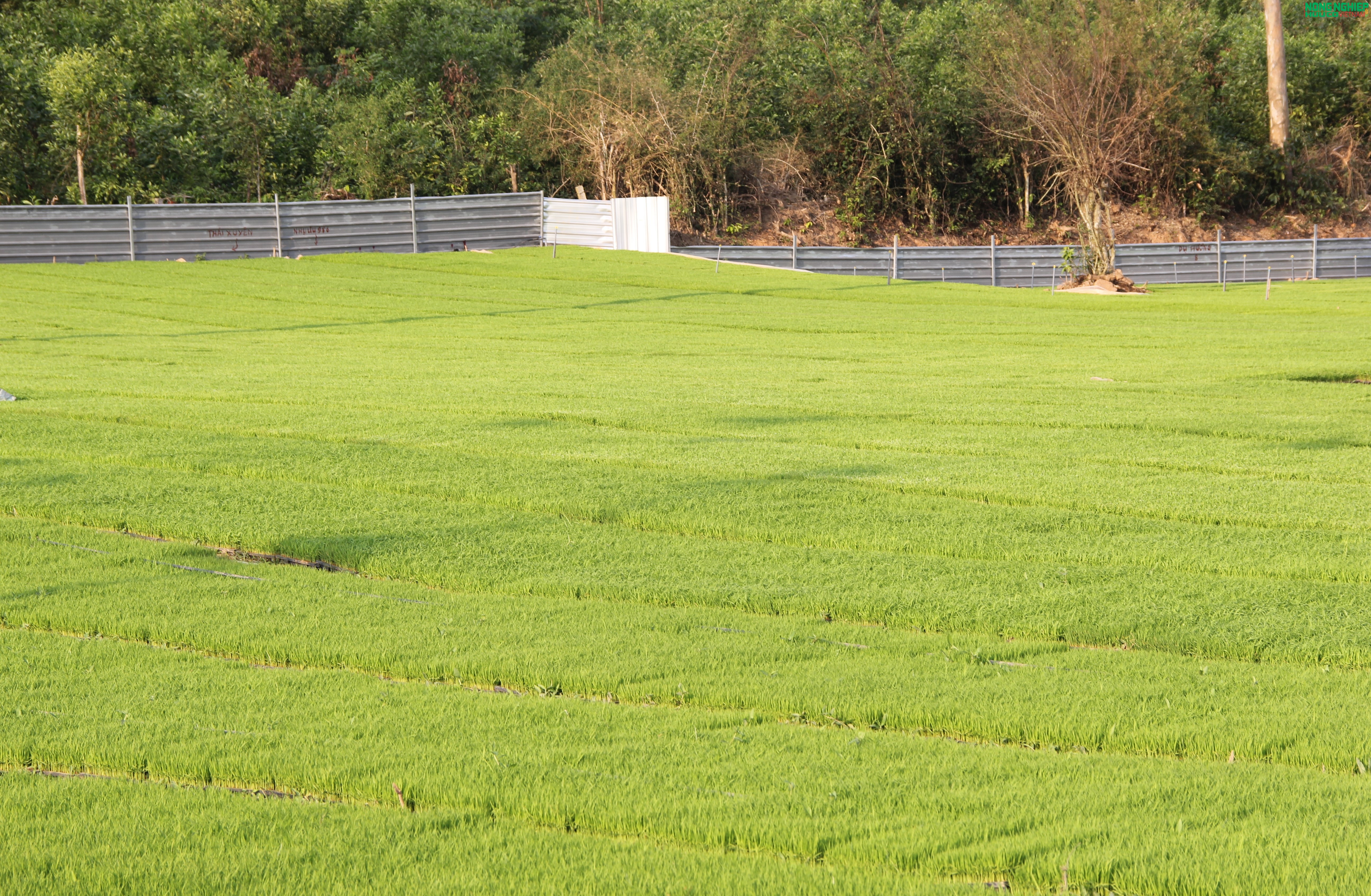Nông dân xã Bình Minh tiên phong ứng dụng khoa học kỹ thuật, gieo mạ khay quy mô lớn