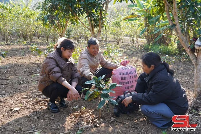 Phòng rét hại, sương muối cho cây cà phê