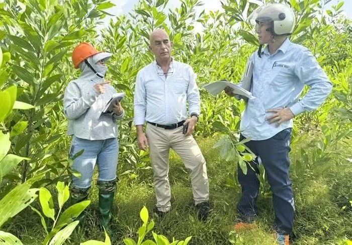 Phát triển vùng sản xuất lâm nghiệp theo hướng hữu cơ