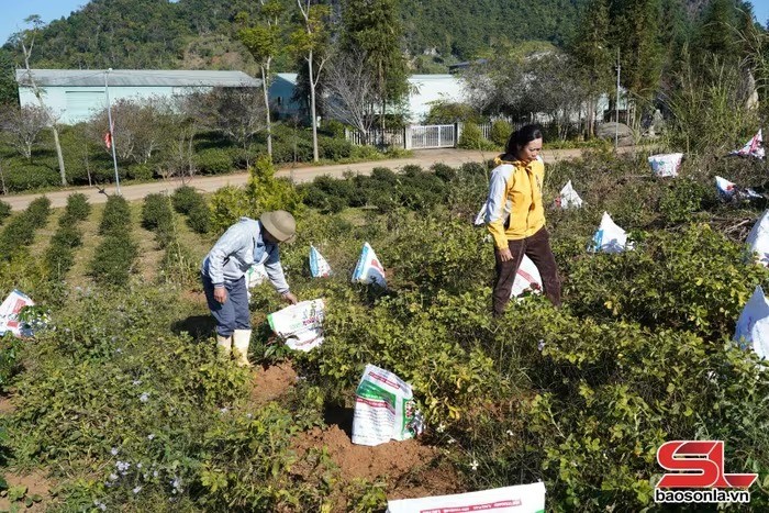 Phòng rét hại, sương muối cho cây cà phê