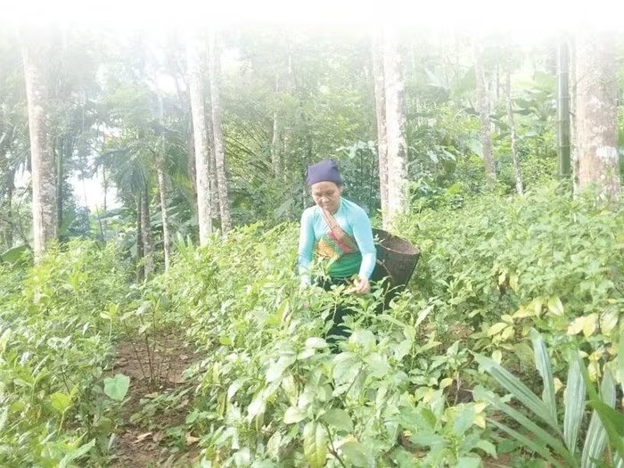 Phát triển vùng sản xuất lâm nghiệp theo hướng hữu cơ