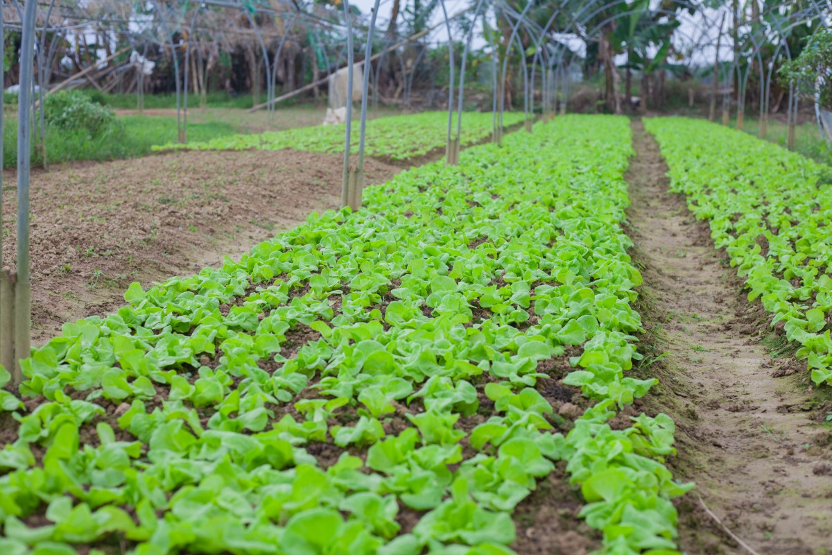 Kiến tạo hệ sinh thái nông nghiệp xanh bằng sản xuất rau hữu cơ