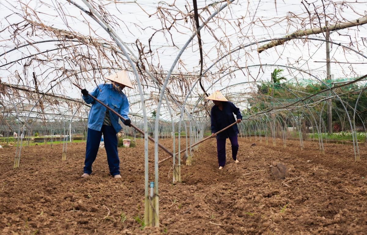 Kiến tạo hệ sinh thái nông nghiệp xanh bằng sản xuất rau hữu cơ