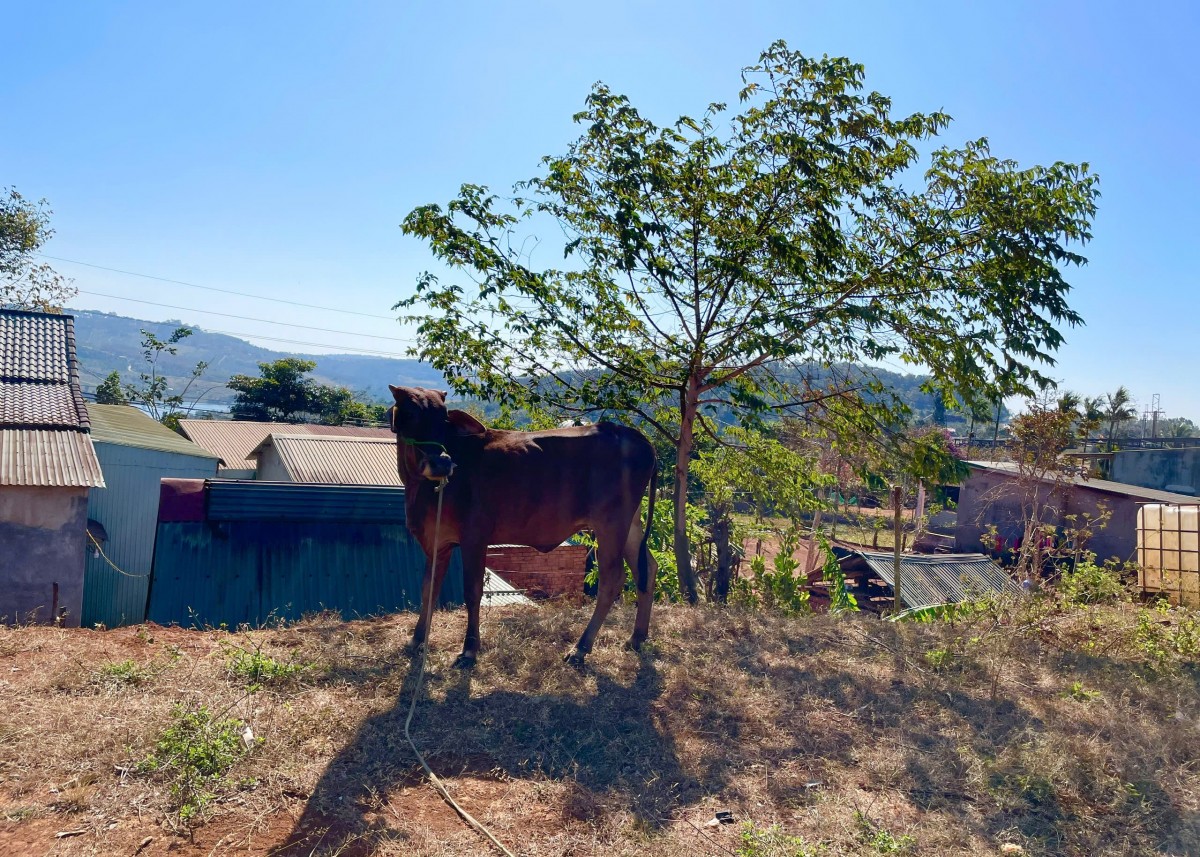 Lâm Đồng: Xã Tuy Đức kiểm tra việc triển khai các dự án hỗ trợ phát triển sản xuất