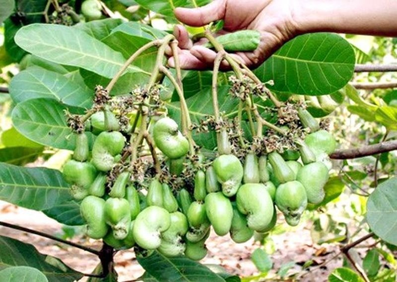 Nghiên cứu ứng dụng công nghệ nano trong trồng điều - Cổng thông tin điện tử Cục Thông tin, Thống kê