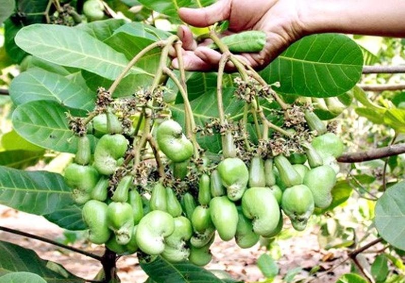 Nghiên cứu ứng dụng công nghệ nano trong trồng điều