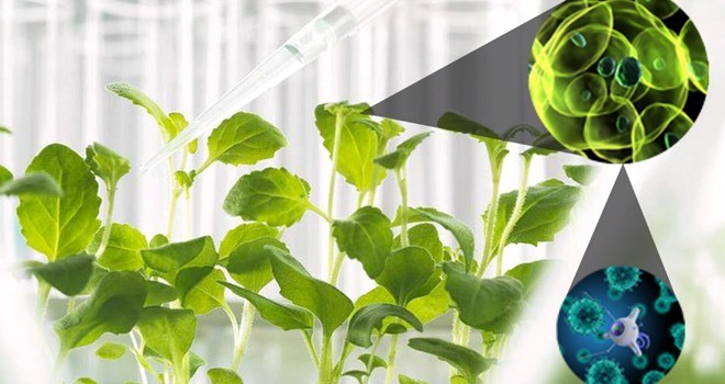 Biết thêm về phân bón nano trong sản xuất nông nghiệp - Cổng thông tin điện tử Cục Thông tin, Thống kê