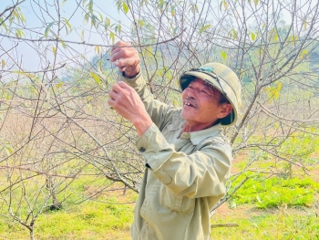 Hà Tĩnh: Người trồng đào kỳ vọng hoa nở đúng dịp Tết Nguyên đán