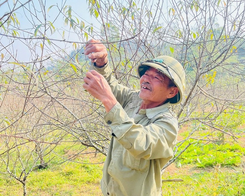 Hà Tĩnh: Người trồng đào kỳ vọng hoa nở đúng dịp Tết Nguyên đán
