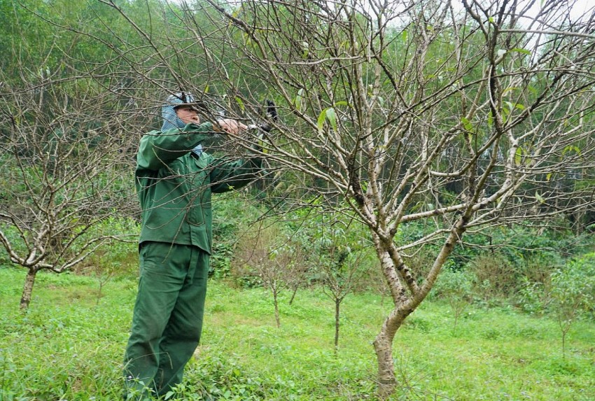 Hà Tĩnh: Người trồng đào kỳ vọng hoa nở đúng dịp Tết Nguyên đán