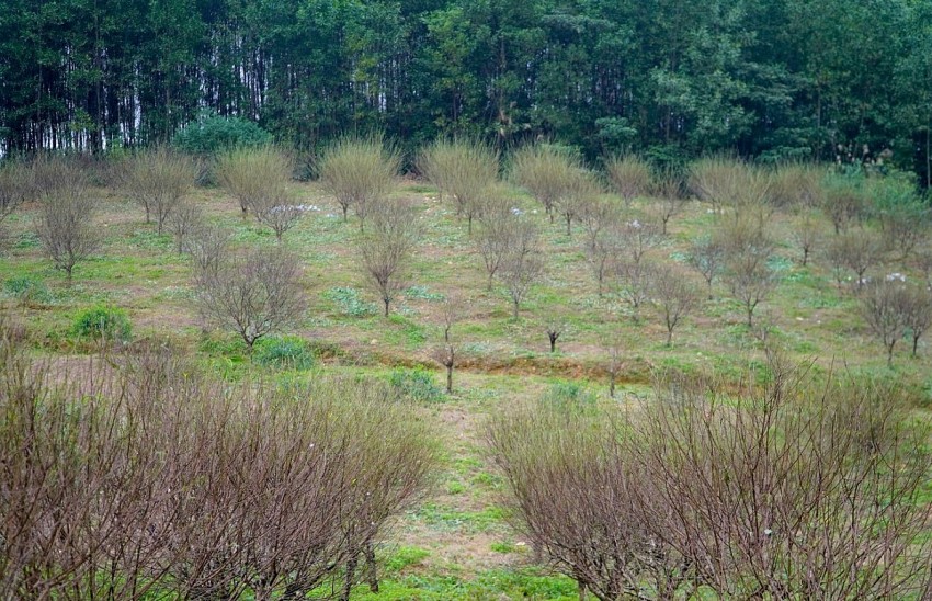Hà Tĩnh: Người trồng đào kỳ vọng hoa nở đúng dịp Tết Nguyên đán