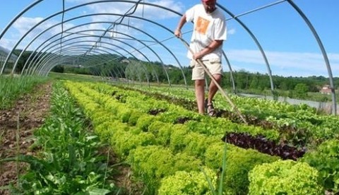 Giải "bài toán" hữu cơ và năng suất: Từ tranh luận đến cách tiếp cận khoa học