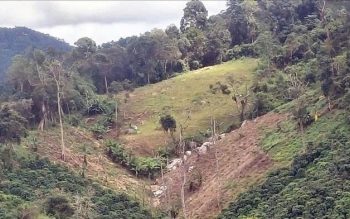 Sai phạm tại Công ty TNHH MTV Lâm nghiệp Đơn Dương: Bài học do "lỏng lẻo" trong quản lý đất rừng