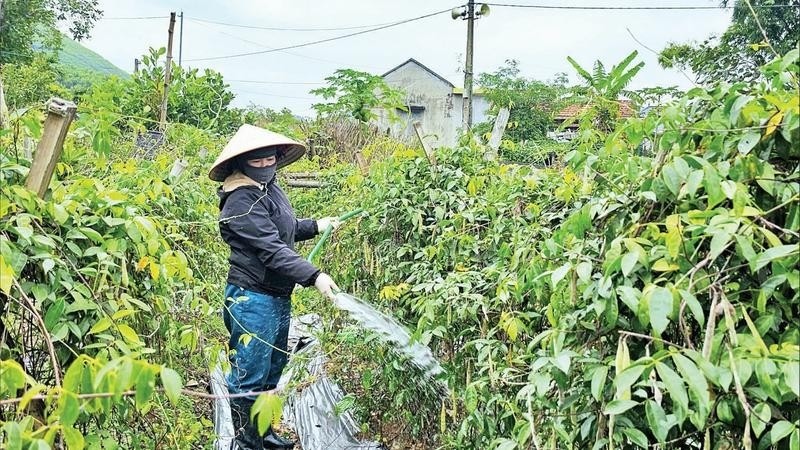 Hiệu quả mô hình trồng cây sâm nam ở Quảng La