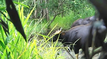 Tăng cường quản lý, bảo tồn loài nguy cấp, quý, hiếm và thực thi Công ước CITES
