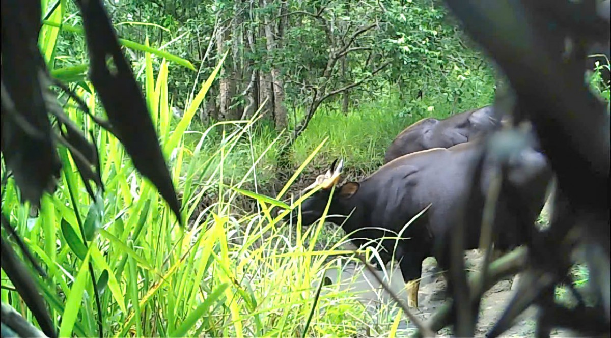 Tăng cường quản lý, bảo tồn loài nguy cấp, quý, hiếm và thực thi Công ước CITES