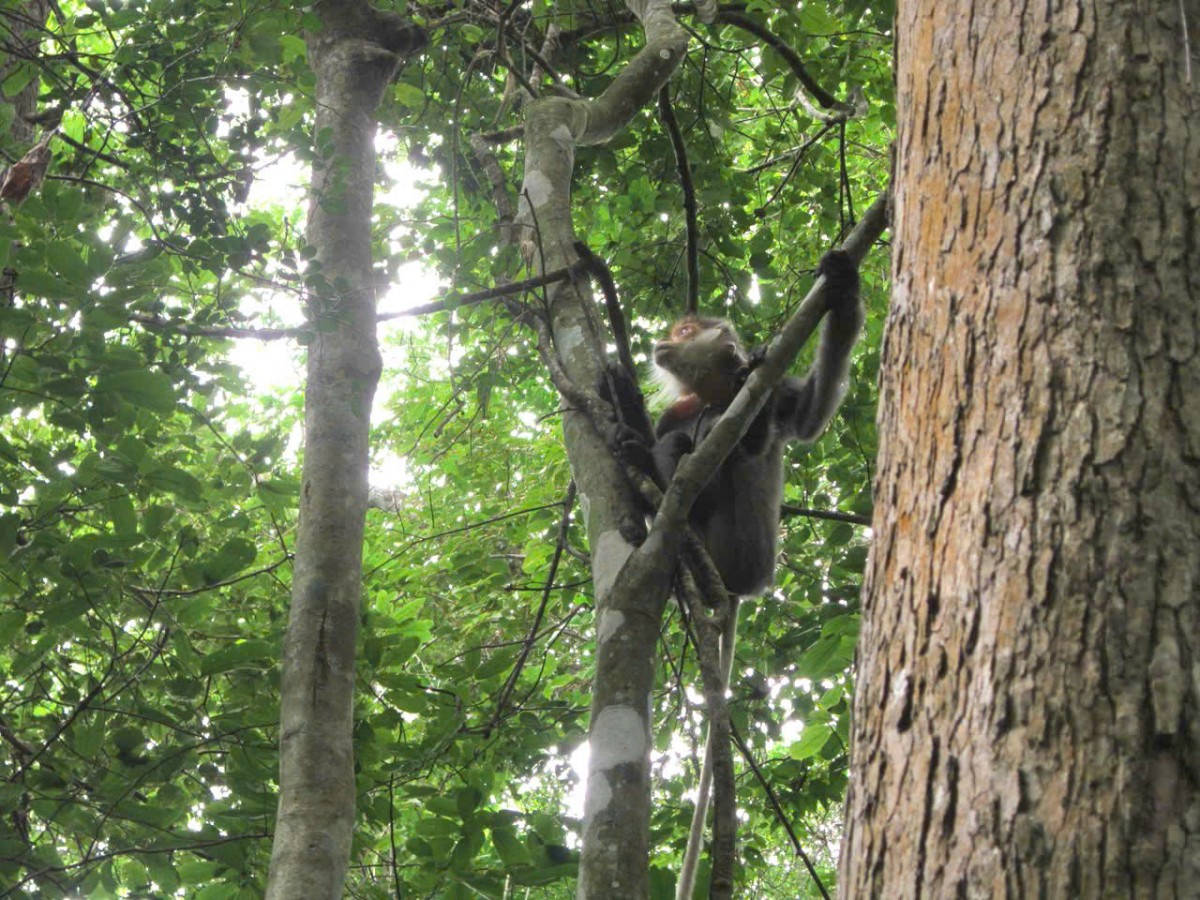 Tăng cường quản lý, bảo tồn loài nguy cấp, quý, hiếm và thực thi Công ước CITES