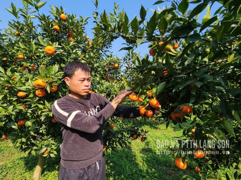 Thêm hướng làm giàu từ cam Canh
