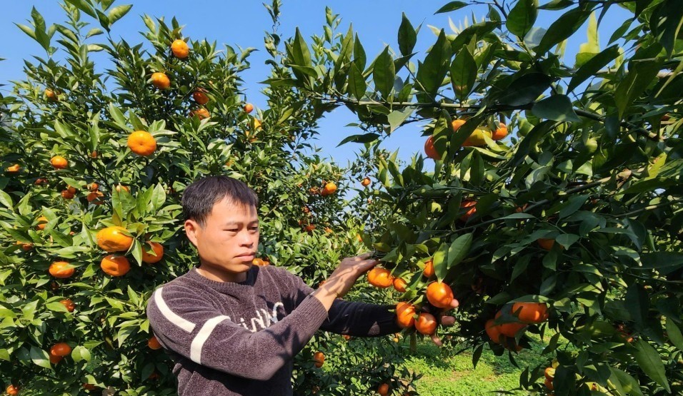 Thêm hướng làm giàu từ cam Canh