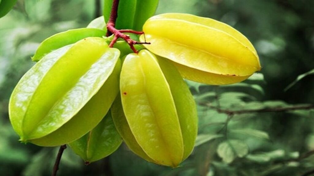 Vì sao ăn quả khế có lợi cho sức khỏe? - Báo VnExpress